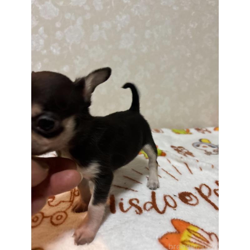 販売中の大分県のチワワ(スムースコート)-455525の6枚目