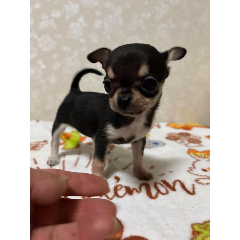 販売中の大分県のチワワ(スムースコート)-455525の5枚目