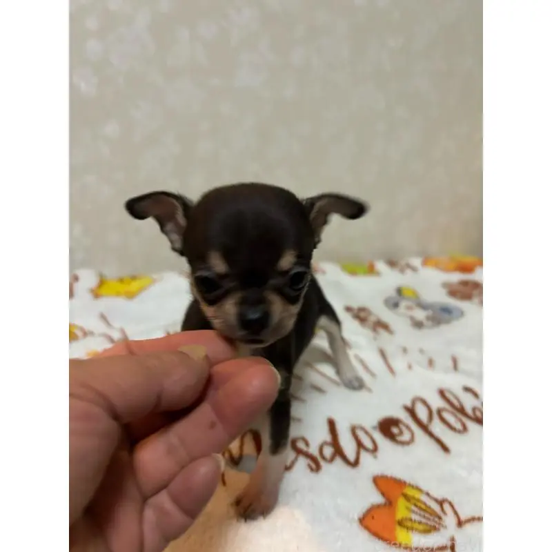 販売中の大分県のチワワ(スムースコート)-455525の4枚目