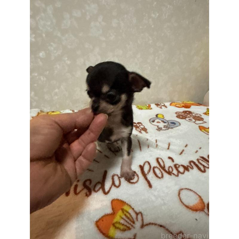 販売中の大分県のチワワ(スムースコート)-455525の3枚目