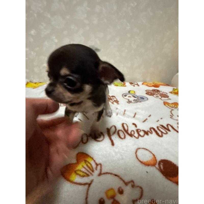 販売中の大分県のチワワ(スムースコート)-455525の2枚目