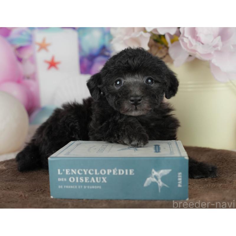 販売中の千葉県のタイニープードル-455530の4枚目