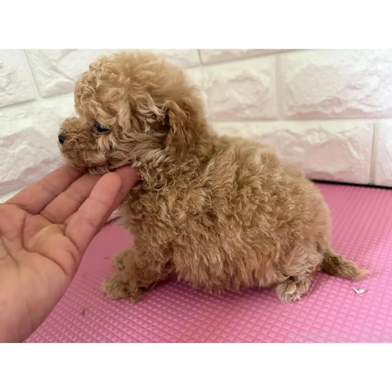 販売中の千葉県のティーカッププードル-455527の3枚目