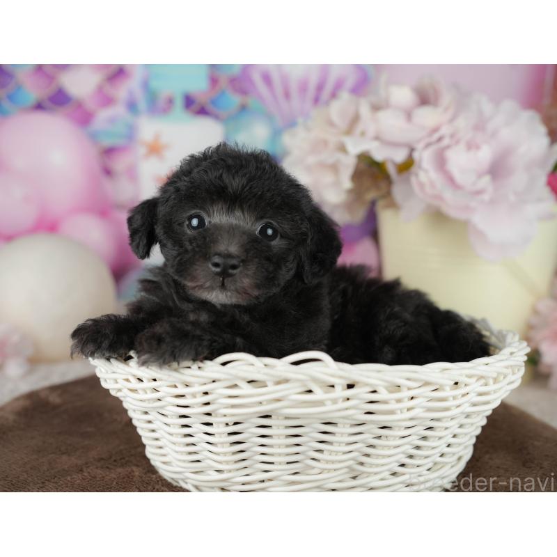 販売中の千葉県のタイニープードル-455530の2枚目