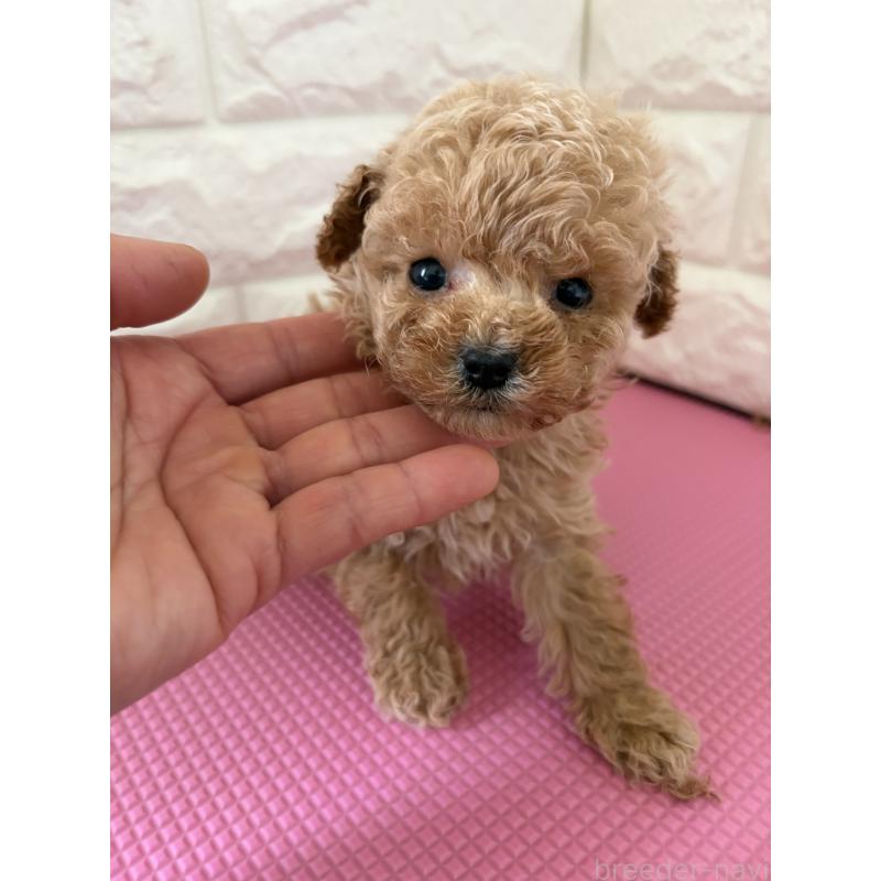 販売中の千葉県のティーカッププードル-455527の2枚目