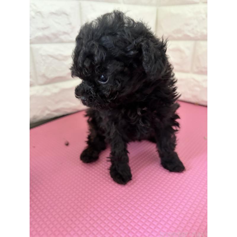 販売中の千葉県のティーカッププードル-455529の3枚目