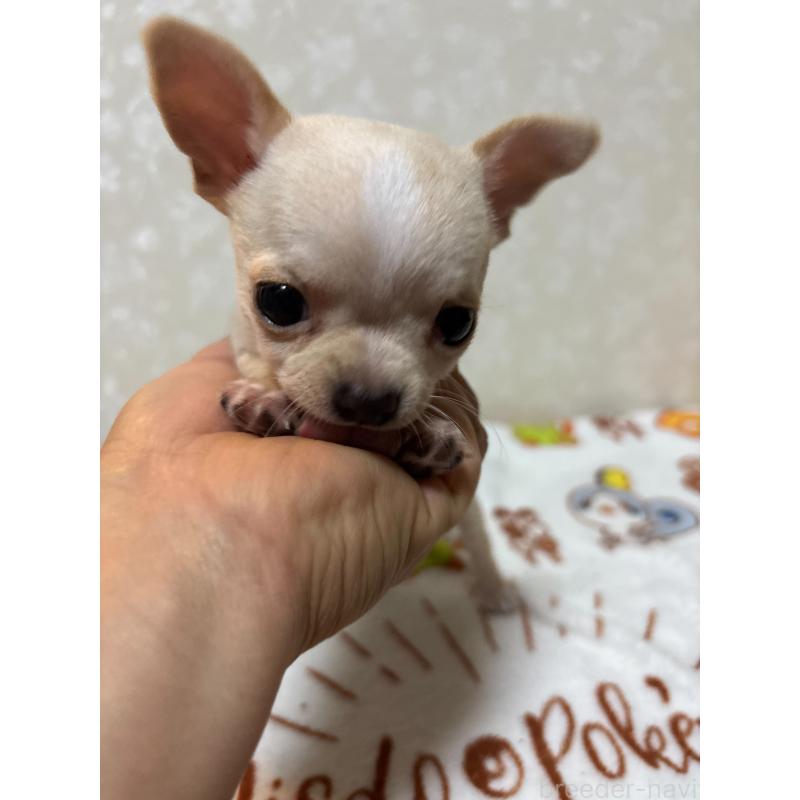 販売中の大分県のチワワ(スムースコート)-455531の2枚目