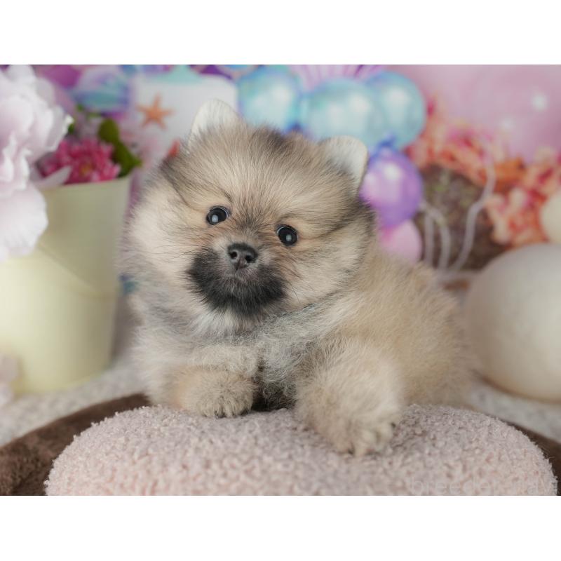 販売中の千葉県のポメラニアン-455536の9枚目