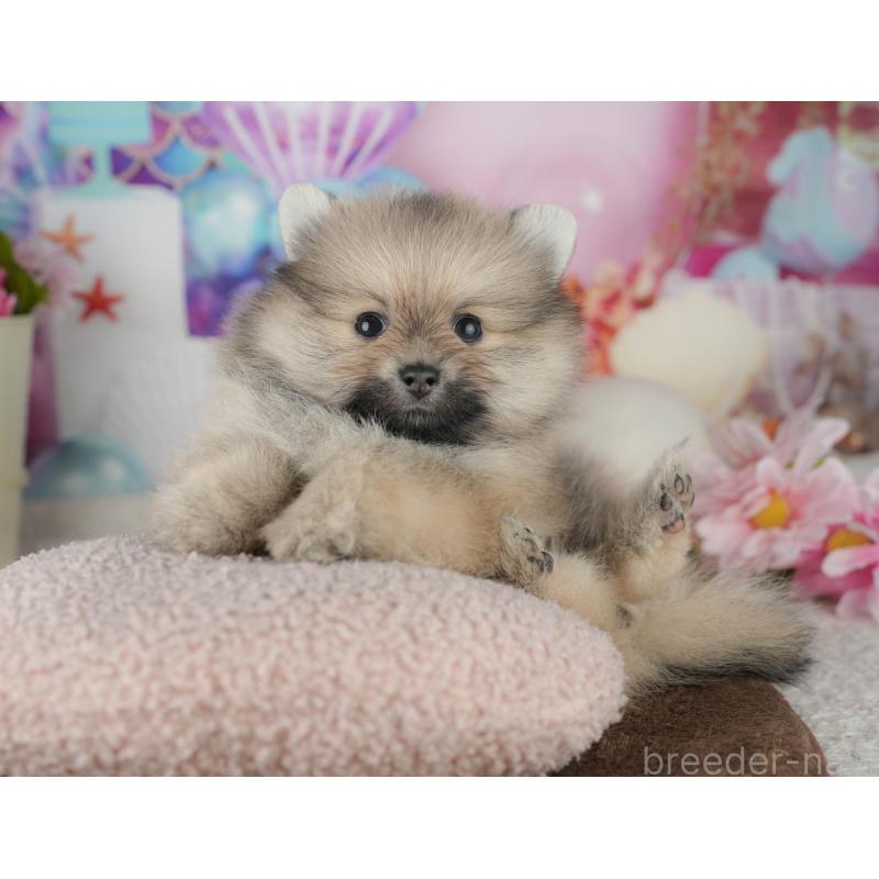 販売中の千葉県のポメラニアン-455536の8枚目