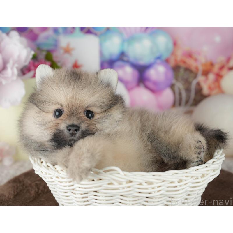 販売中の千葉県のポメラニアン-455536の7枚目