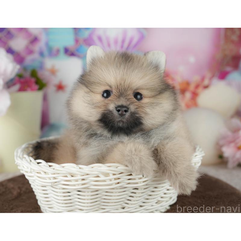 販売中の千葉県のポメラニアン-455536の6枚目