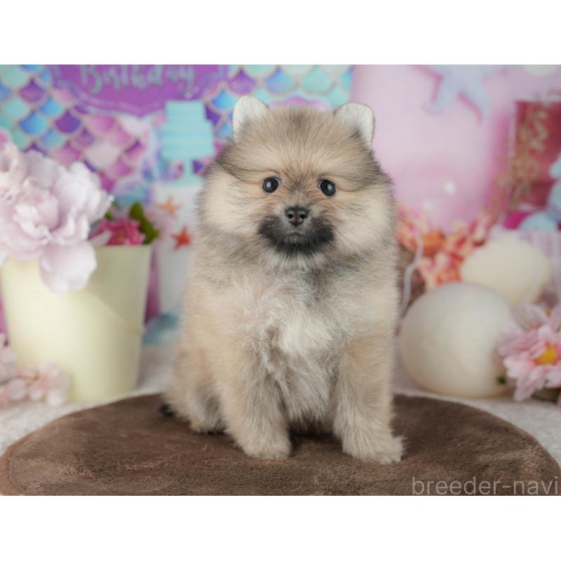 販売中の千葉県のポメラニアン-455536の5枚目