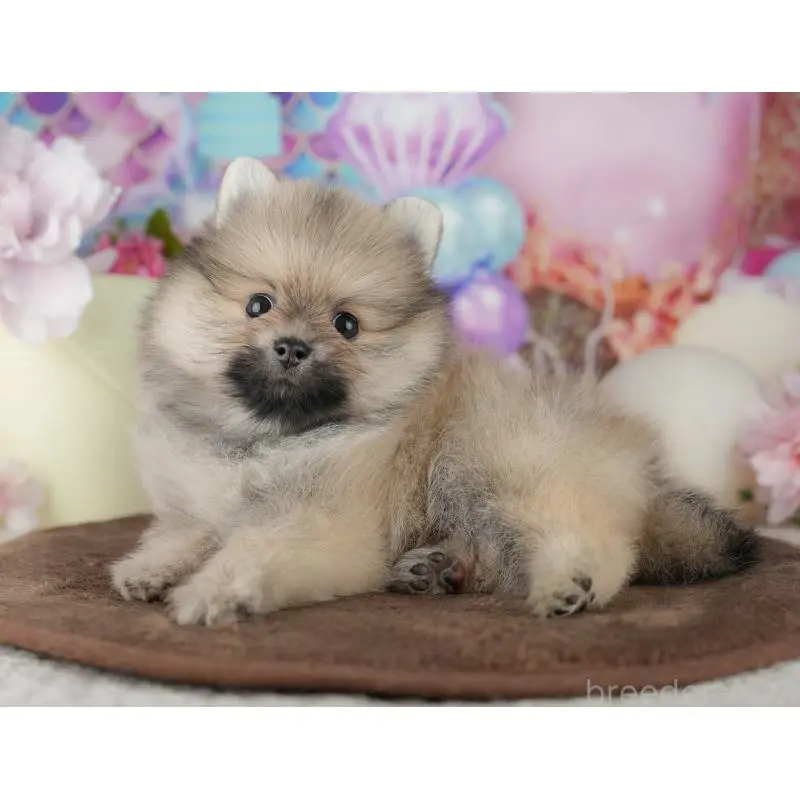 販売中の千葉県のポメラニアン-455536の4枚目