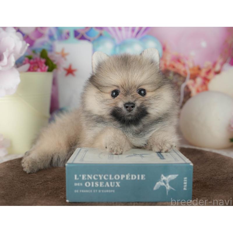 販売中の千葉県のポメラニアン-455536の3枚目