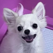 ♀︎チワワ(ロングコート)