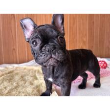 ♀︎フレンチブルドッグ