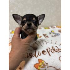 ♀︎チワワ(スムースコート)