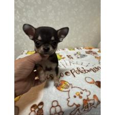 ♀︎チワワ(スムースコート)