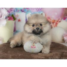 ♀︎ポメラニアン