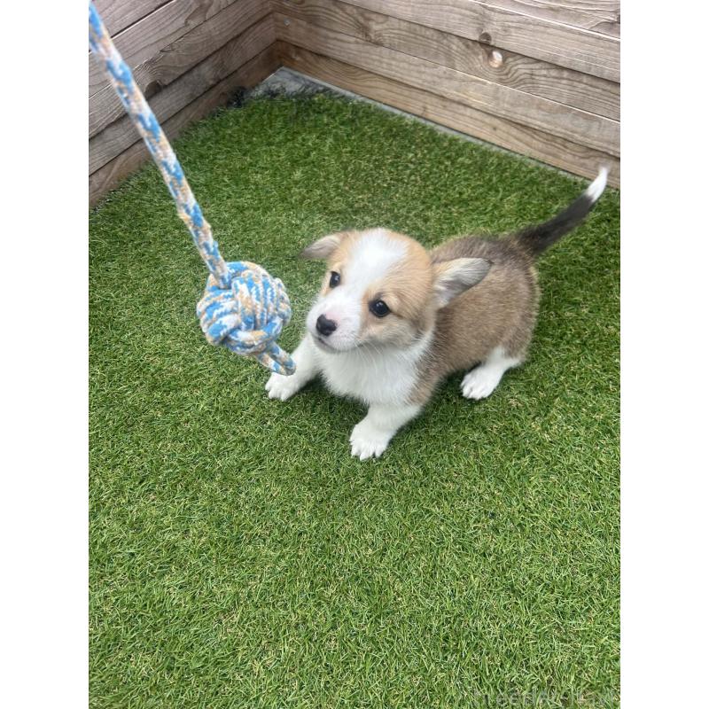 販売中の静岡県のウェルシュコーギーペンブローク-454752の11枚目