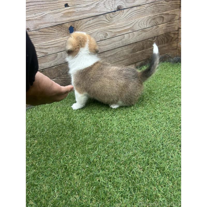 販売中の静岡県のウェルシュコーギーペンブローク-454752の10枚目