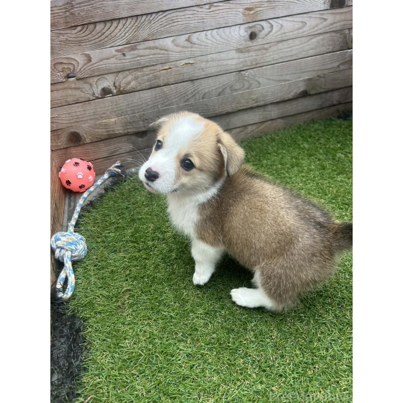 販売中の静岡県のウェルシュコーギーペンブローク-454752の9枚目