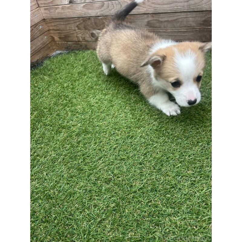 販売中の静岡県のウェルシュコーギーペンブローク-454752の8枚目