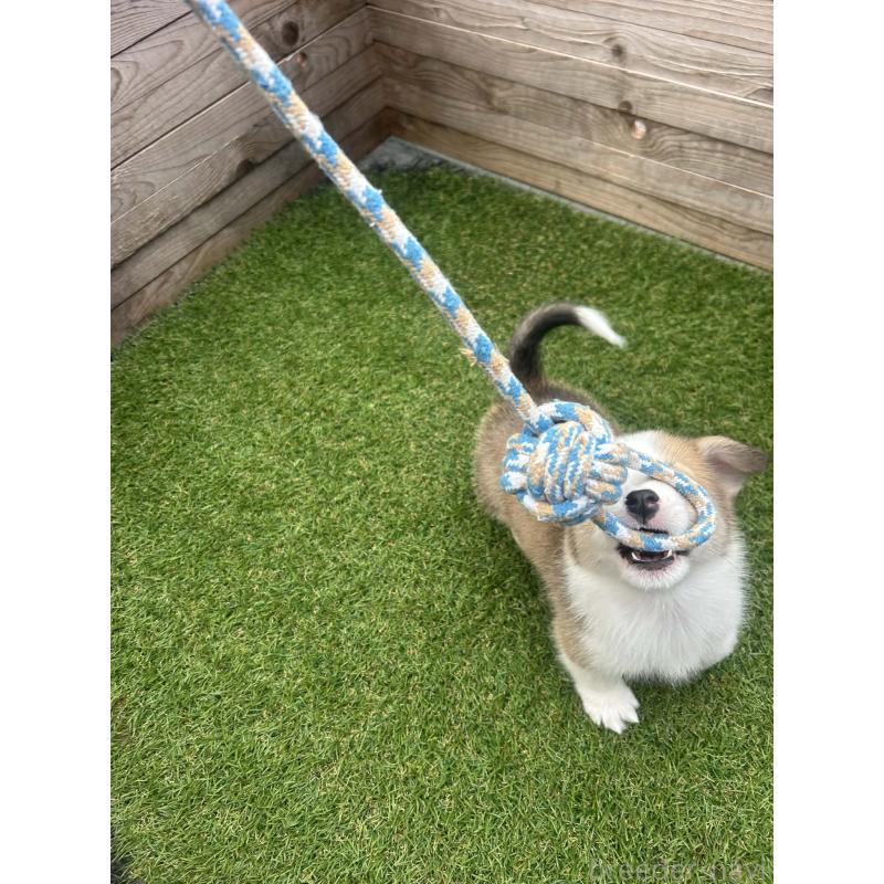 販売中の静岡県のウェルシュコーギーペンブローク-454752の6枚目