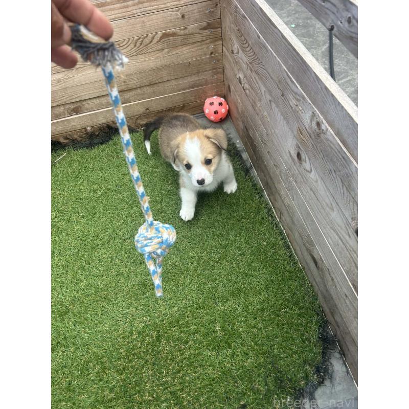 販売中の静岡県のウェルシュコーギーペンブローク-454752の5枚目