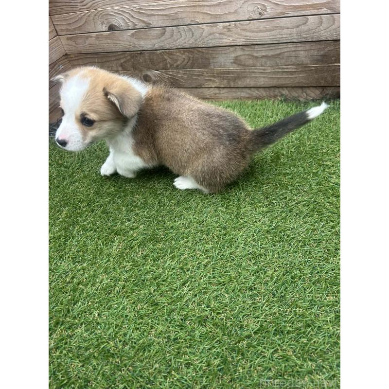 販売中の静岡県のウェルシュコーギーペンブローク-454752の4枚目