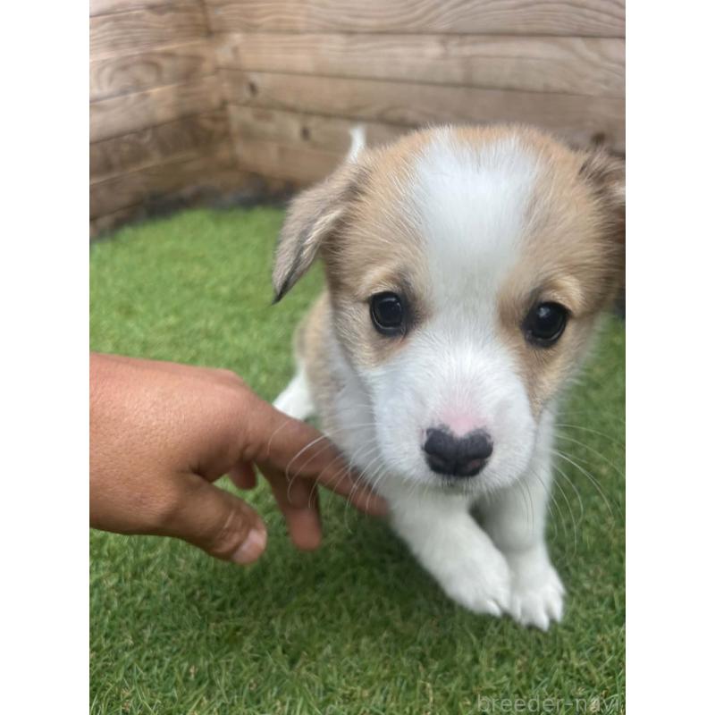 販売中の静岡県のウェルシュコーギーペンブローク-454752の3枚目