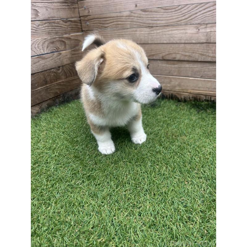 販売中の静岡県のウェルシュコーギーペンブローク-455555の8枚目