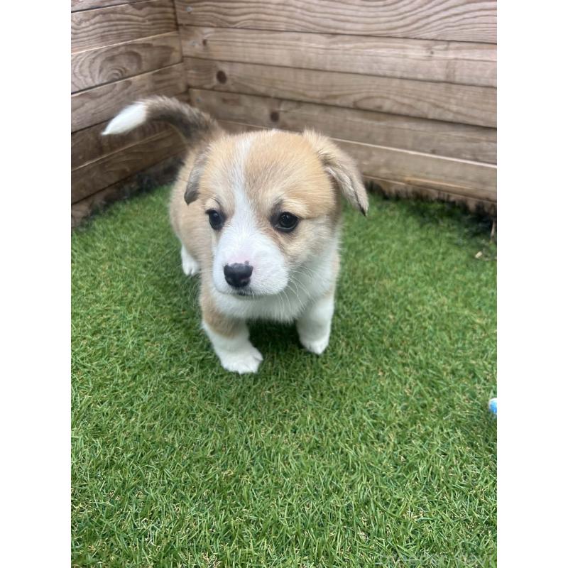 販売中の静岡県のウェルシュコーギーペンブローク-455555の7枚目