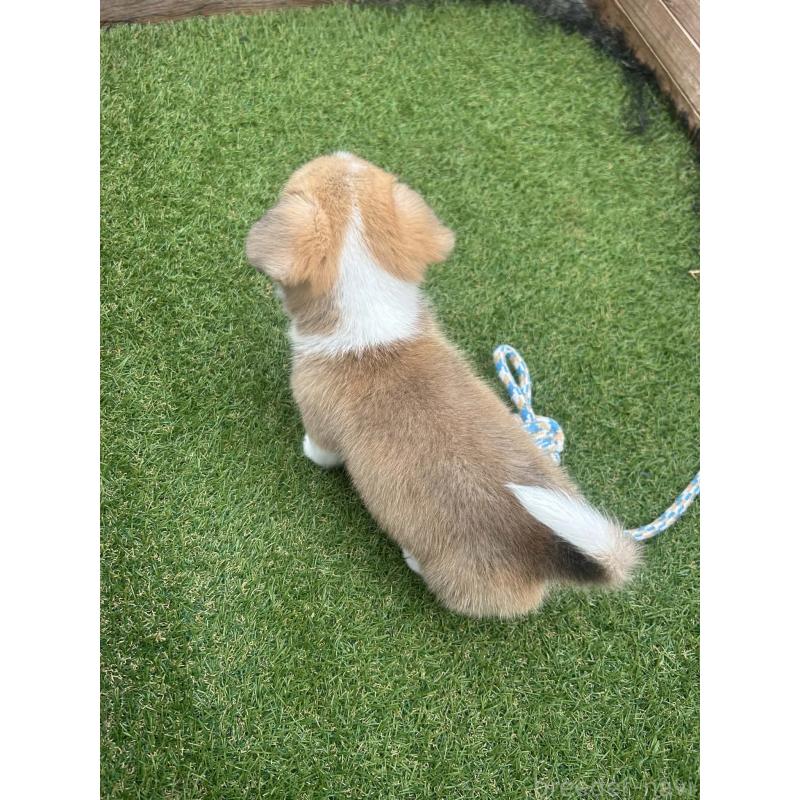 販売中の静岡県のウェルシュコーギーペンブローク-455555の5枚目