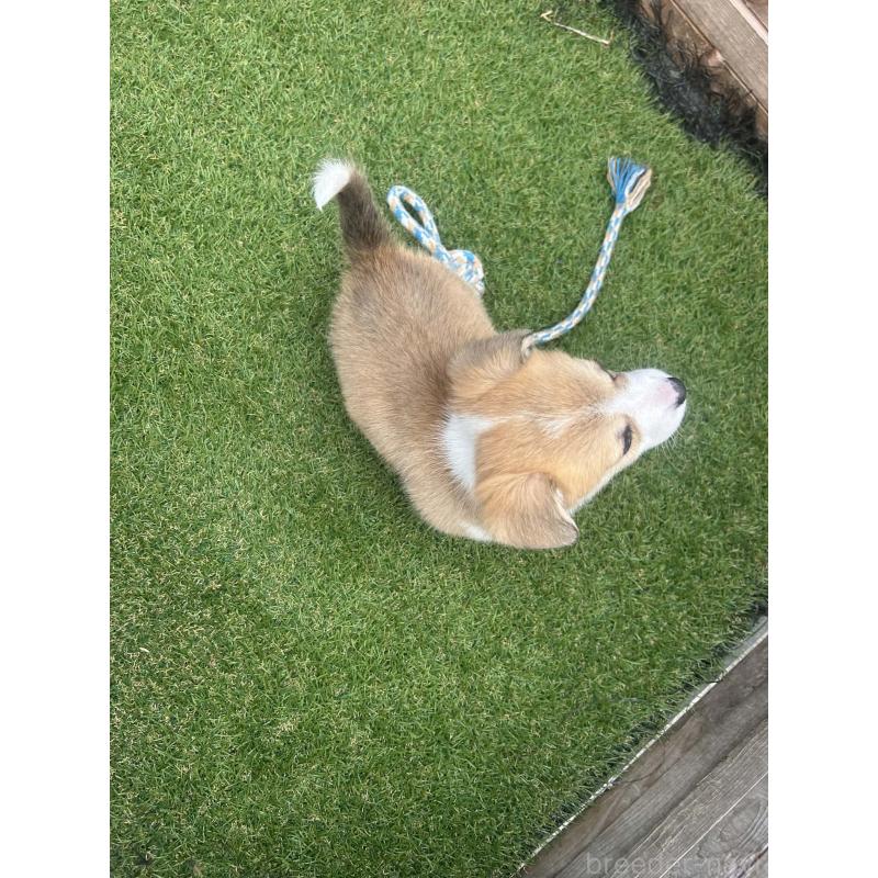 販売中の静岡県のウェルシュコーギーペンブローク-455555の4枚目