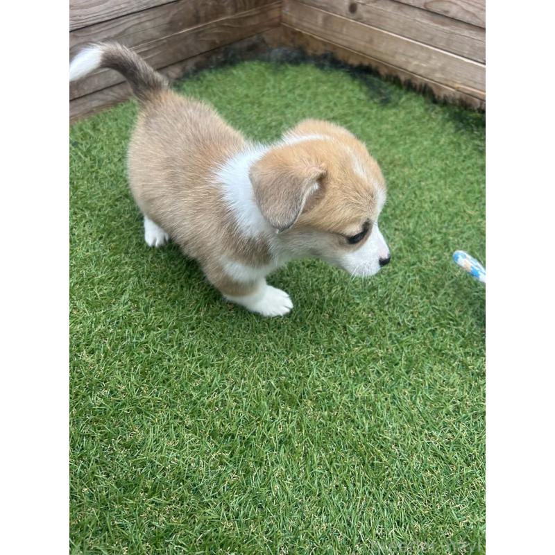 販売中の静岡県のウェルシュコーギーペンブローク-455555の3枚目