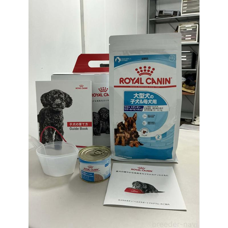 販売中の静岡県のウェルシュコーギーペンブローク-455555の2枚目