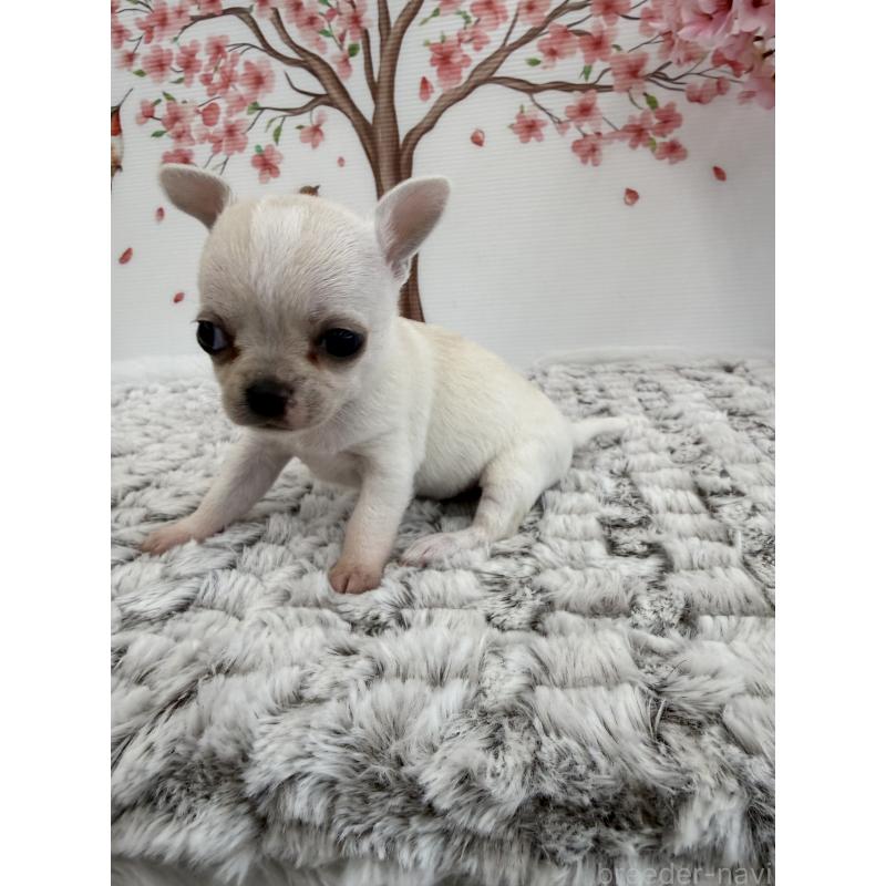 販売中の長野県のチワワ(スムースコート)-455547の4枚目