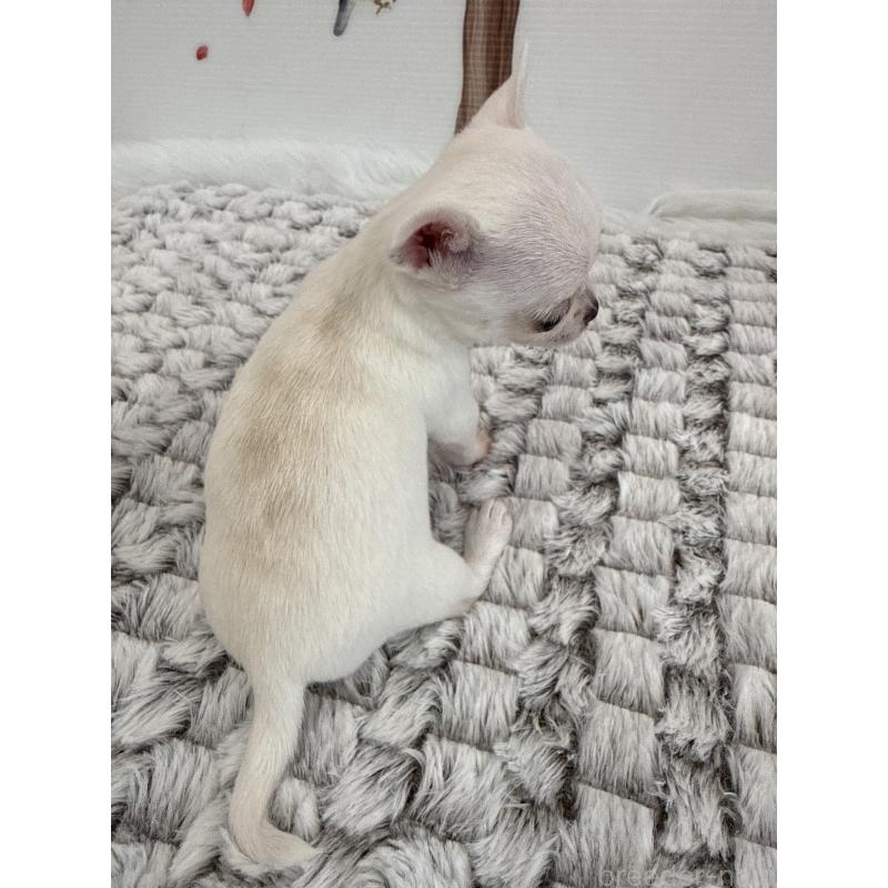 販売中の長野県のチワワ(スムースコート)-455553の3枚目