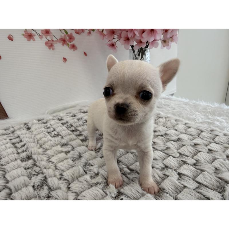 販売中の長野県のチワワ(スムースコート)-455553の2枚目