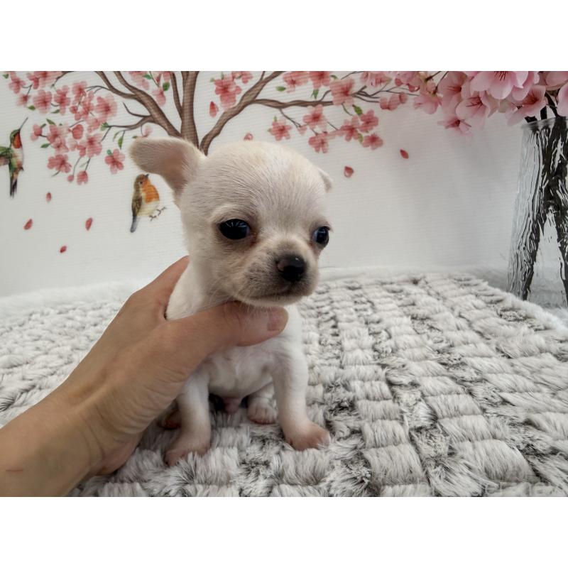 販売中の長野県のチワワ(スムースコート)-455556の2枚目