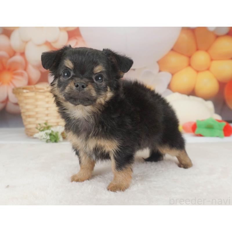 販売中の栃木県のチワワ(ロングコート)-455560の10枚目