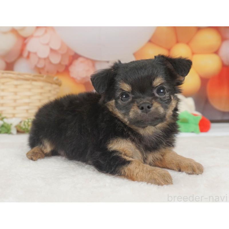 販売中の栃木県のチワワ(ロングコート)-455560の9枚目