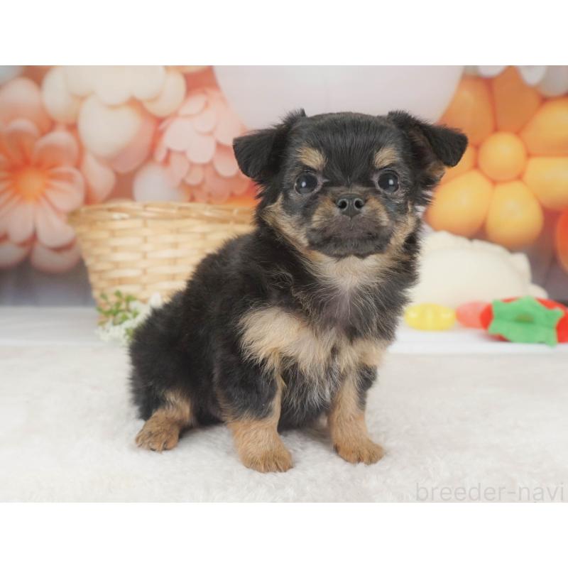 販売中の栃木県のチワワ(ロングコート)-455560の8枚目