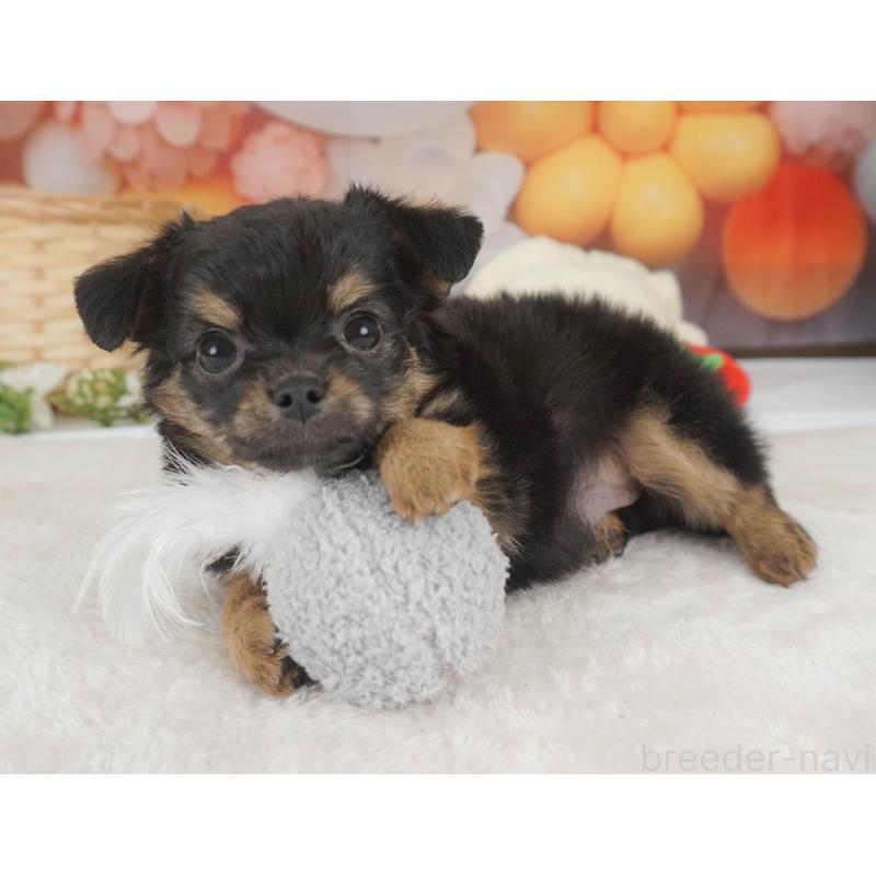 販売中の栃木県のチワワ(ロングコート)-455560の7枚目