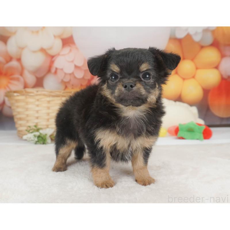 販売中の栃木県のチワワ(ロングコート)-455560の6枚目