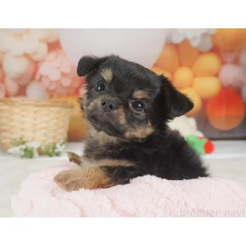 販売中の栃木県のチワワ(ロングコート)-455560の5枚目