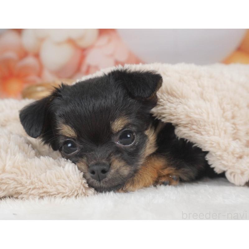 販売中の栃木県のチワワ(ロングコート)-455560の4枚目