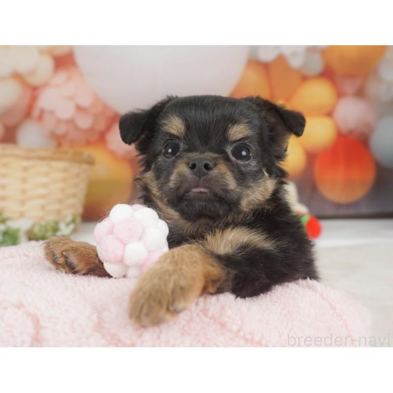 販売中の栃木県のチワワ(ロングコート)-455560の3枚目