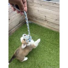 ♀︎ウェルシュコーギーペンブローク